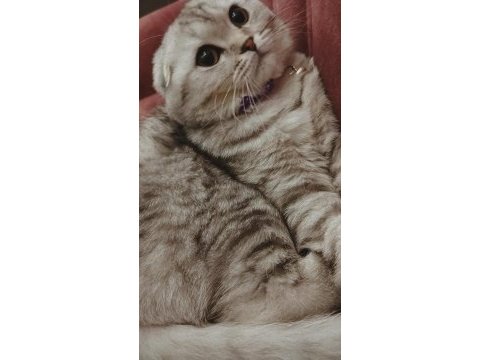 Göz bebeği scottish fold kedimiz