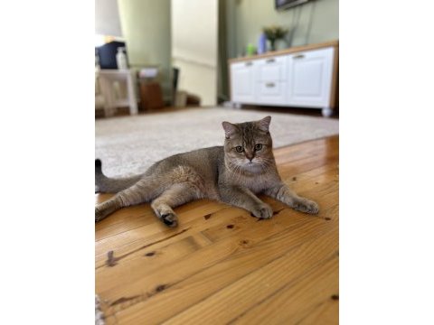 British shorthair erkek kedimiz