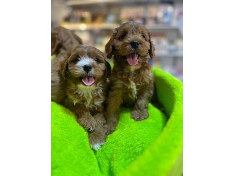 Tüy dökmeyen hipoalerjenik saf kan maltipoo yavrular
