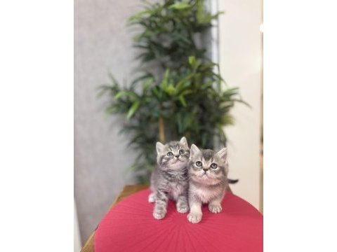 Ev ortamında büyüyen brıtısh shorthair yavrularım 