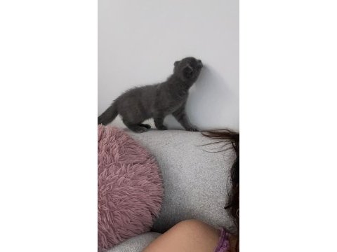 Scottish fold kedimiz 2 aylık