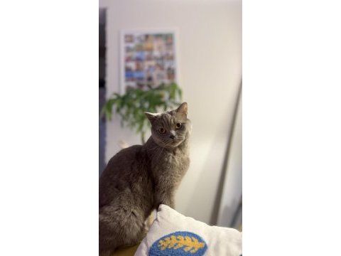 British shorthair yetişkin