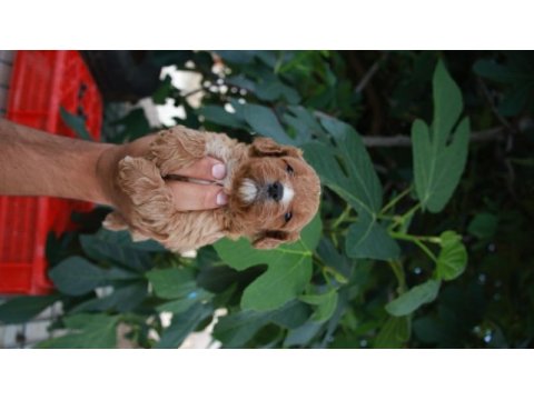 Muhteşem maltipoo