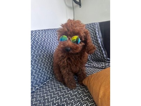 Toy poodle köpeğimiz