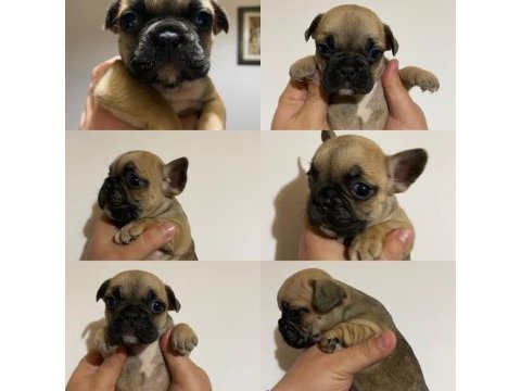 Balıkesir merkez fransız bulldog (french bulldog)