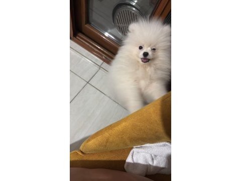 Pomeranian boo ayı surat bebek erkek