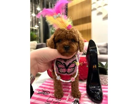 En özel secereli toy poodle yavrular