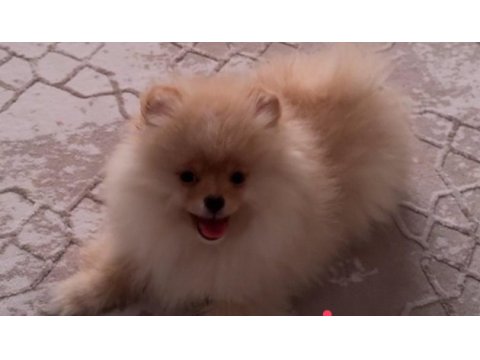 3 aylık pomeranian