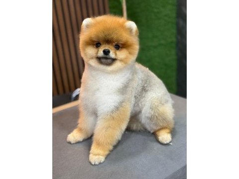 Şecereli 7.5 aylık erkek 1 kg 800 gr evraklı pomeranian