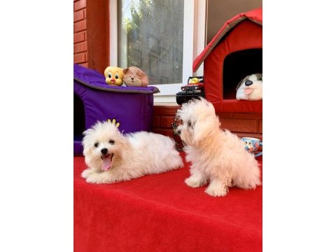 Maltese terrier