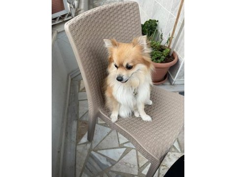 Çipine göre 4 yaşında aile köpeğimiz