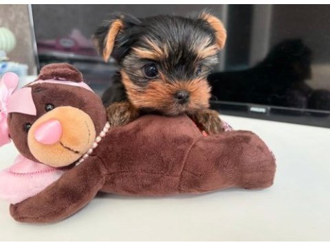 Teacup safkan yorkshire terrier yavruları
