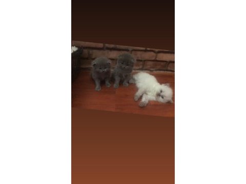 1 temmuz scottish fold bebekleri (ayı surat)