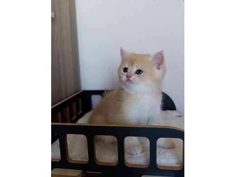 Lilac golden erkek british shorthair yavru
