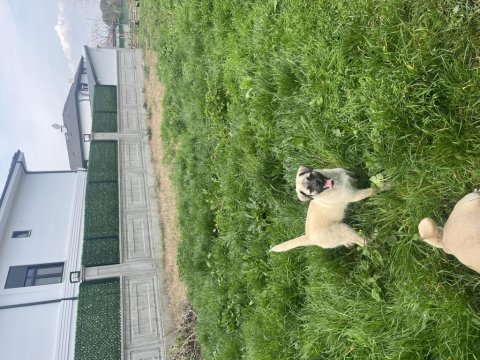 Pug mix dişi