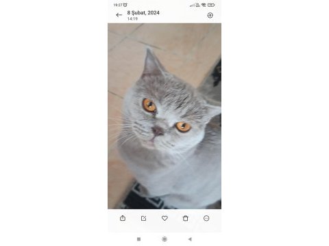 British shorthair oyuncu ve uysal