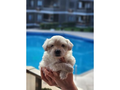 0 numara maltese terrier bebekler