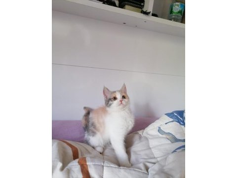 Chinchilla melezi