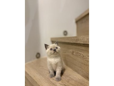 Brıtısh shorthair blue point yavrularım 