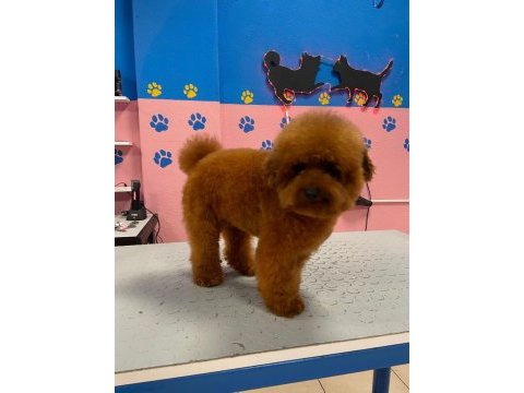 Orjinal toy poodle yetişkin yavru