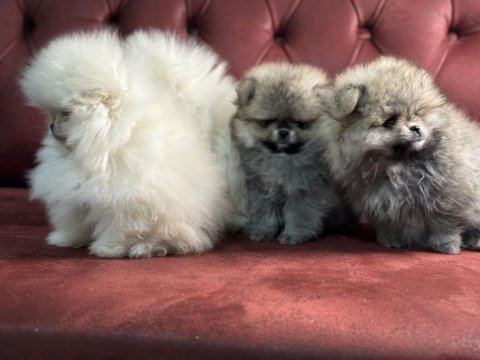 Ankaranın en kaliteli pomeranian yavruları