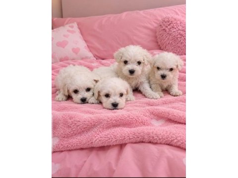 Minik maltese bebişler