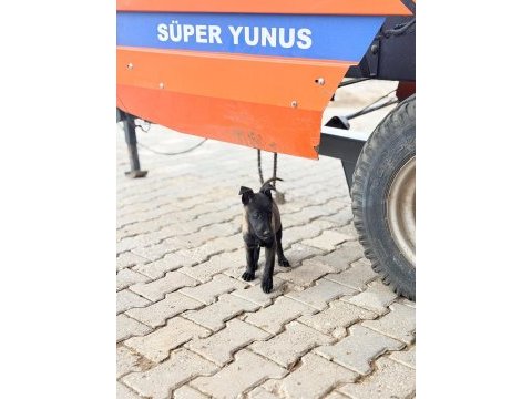 Kalitenin tek adresi a+ kalite malinois yavrular