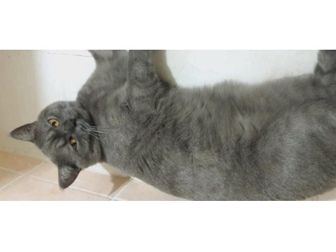 Duman yuva arıyor british shorthair
