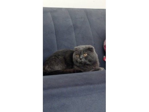 Scottish fold yavru kedimiz