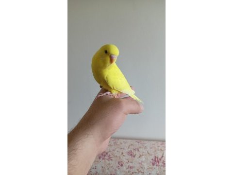 Ev üretimi yavru muhabbet kuşu