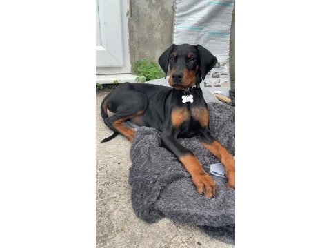 Irkının en iyisi doberman yavrular kapıda ödeme mevcut