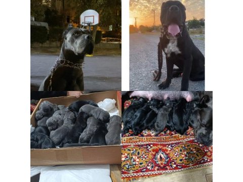 Safkan dev anne baba sıfır hata cane corso