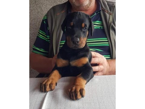 Irk garantili doberman yavrularımız
