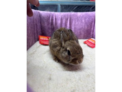 Cüce netherland dwarf tavşanlar
