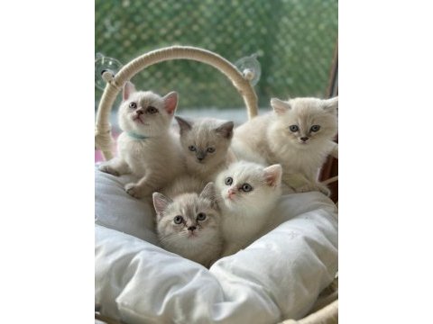 Orijinal ultra kalite british shorthair yavruları
