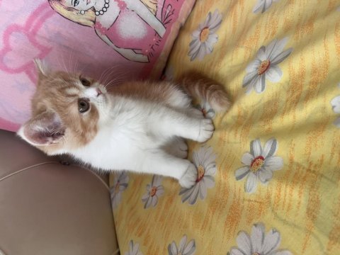 Tamamen ücretsiz kedimiz