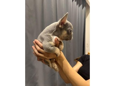 Lilac tan french bulldog