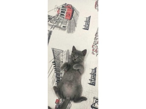 British shorthair 3 aylık