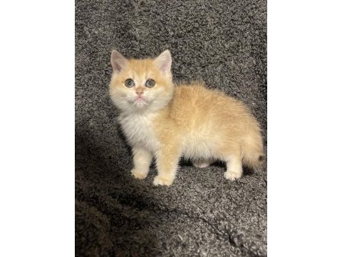 Anne baba şecereli golden ny12 british shorthair erkek