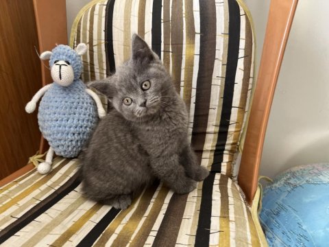 Çok sağlıklı oyuncu 75 günlük british shorthair