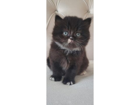 Eşsiz güzellikte ipek tüylü birman ve british longhair