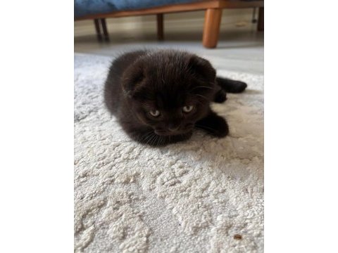 Son kalan scottish fold yavrular