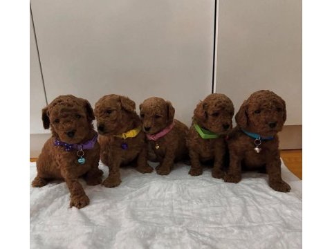 Kilo garantili red toy poodle