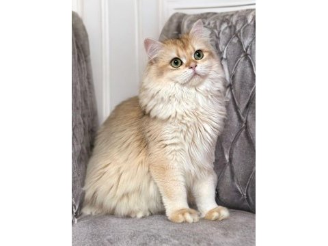 British longhair golden ny12