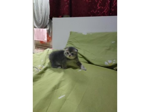 5 mayıs doğumlu scottish fold