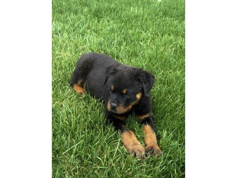 Aşıları full rottweiler yavrular