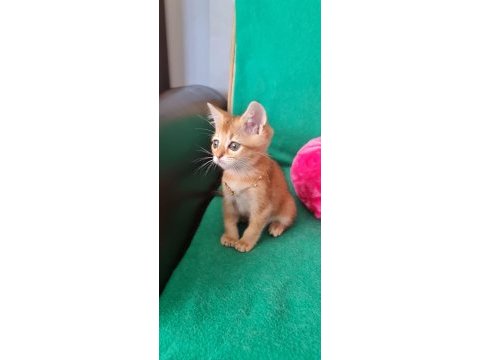 British shorthair kedisi