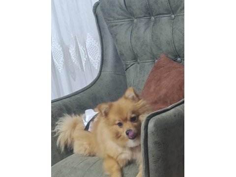 Pomeranian 3 yaşında eğitimli