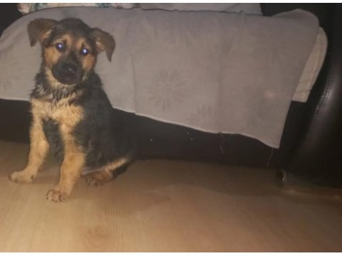 4 aylık alman kurdu erkek köpeğimiz