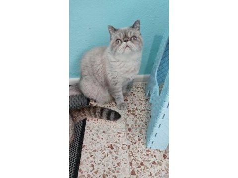 Exotic shorthair kardeşler